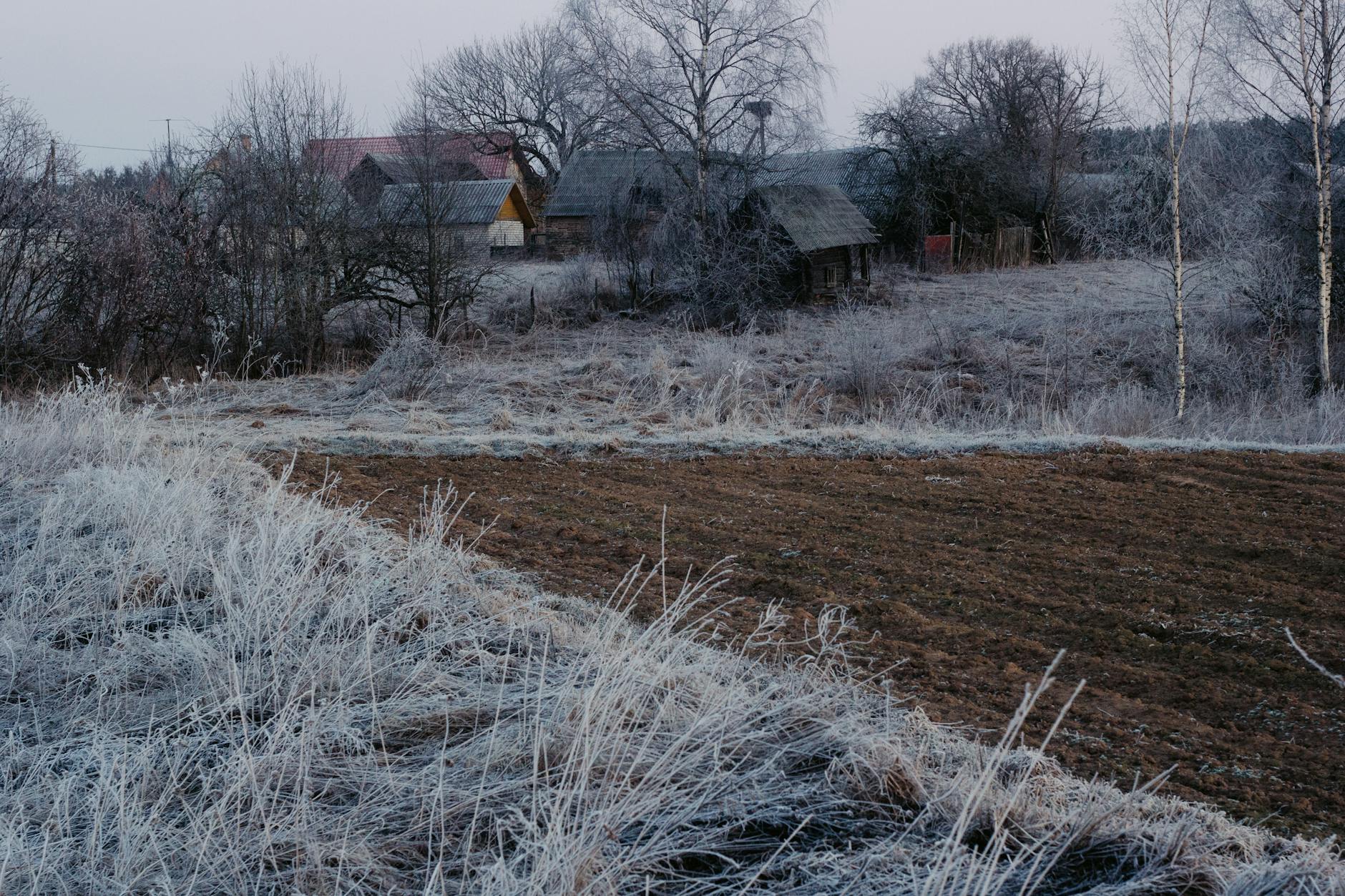 Młode sadzonki roślin przygotowane do posadzenia w ogrodzie w Suwałkach